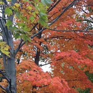 Meet your Posher, Arline